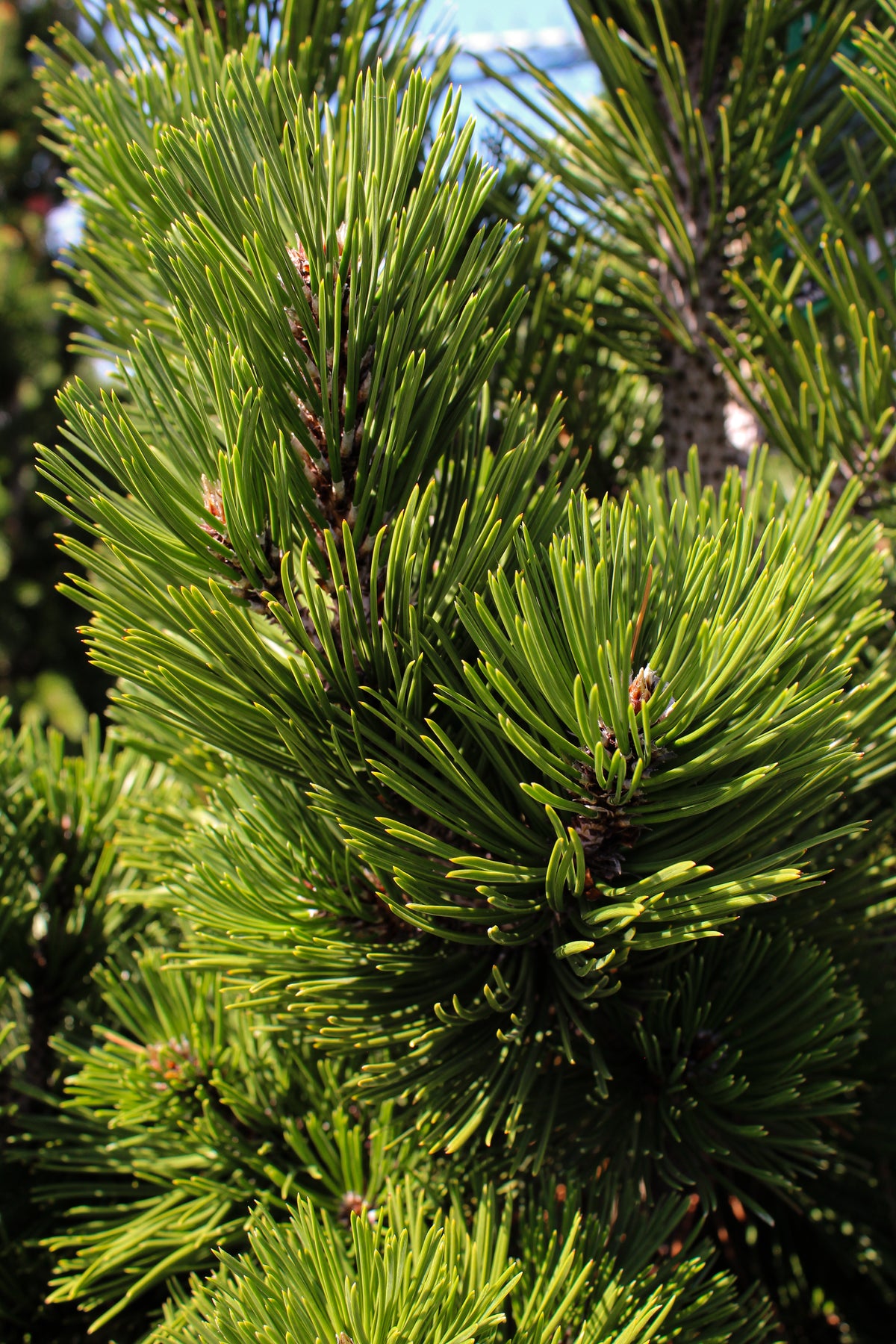 Pinus heldreichii 'Irish Bell'