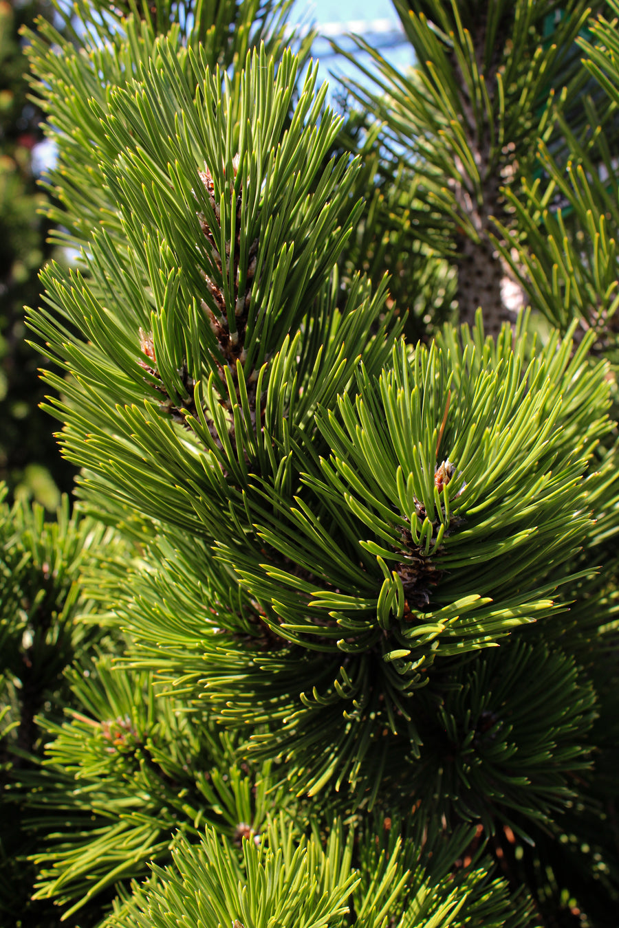 Pinus heldreichii 'Irish Bell'