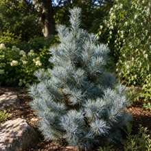 Pinus peuce 'Pacific Blue'