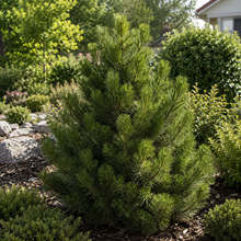Pinus sylvestris 'Bonna Hindu Pan'