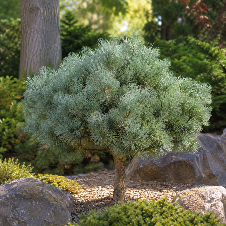 Pinus sylvestris 'Glauca Nana'