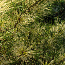 Pinus densiflora 'Golden Ghost'