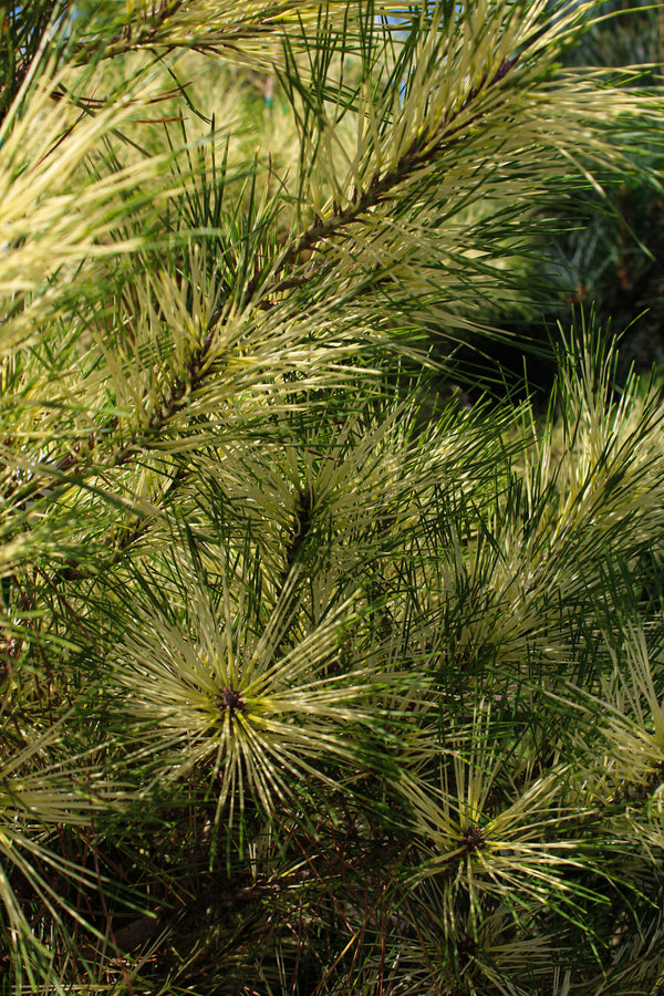 Pinus densiflora 'Golden Ghost'