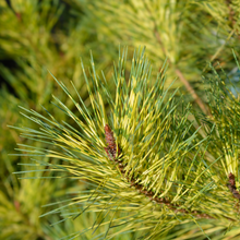 Pinus densiflora 'Oculus-draconis'