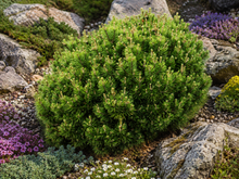 Pinus mugo 'Mops'