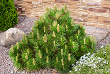 Pinus mugo 'Mughus'