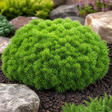 Pinus mugo ‘Pesto’ au port compact et arrondi, idéal pour les rocailles et petits jardins.