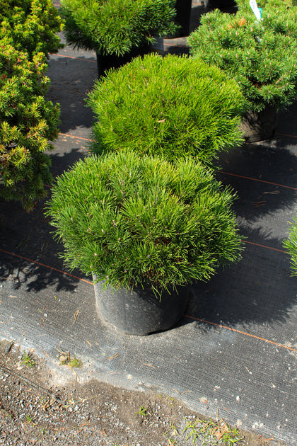 Pinus mugo 'Pumilio'