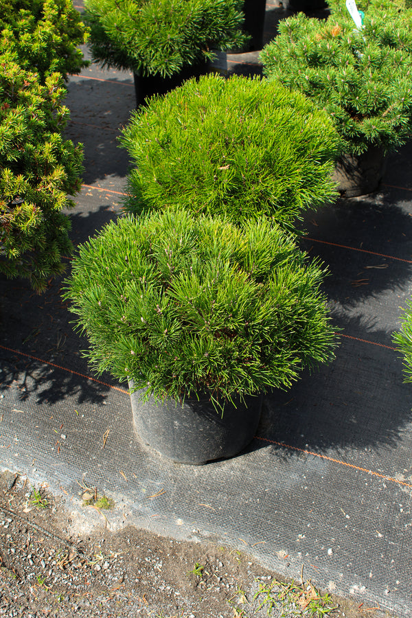 Pinus mugo 'Pumilio'