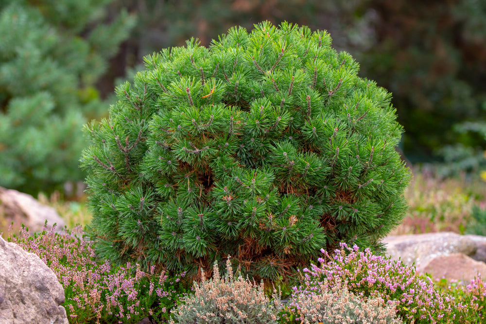 Pinus mugo 'Pumilio'