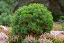 Pinus mugo 'Pumilio'