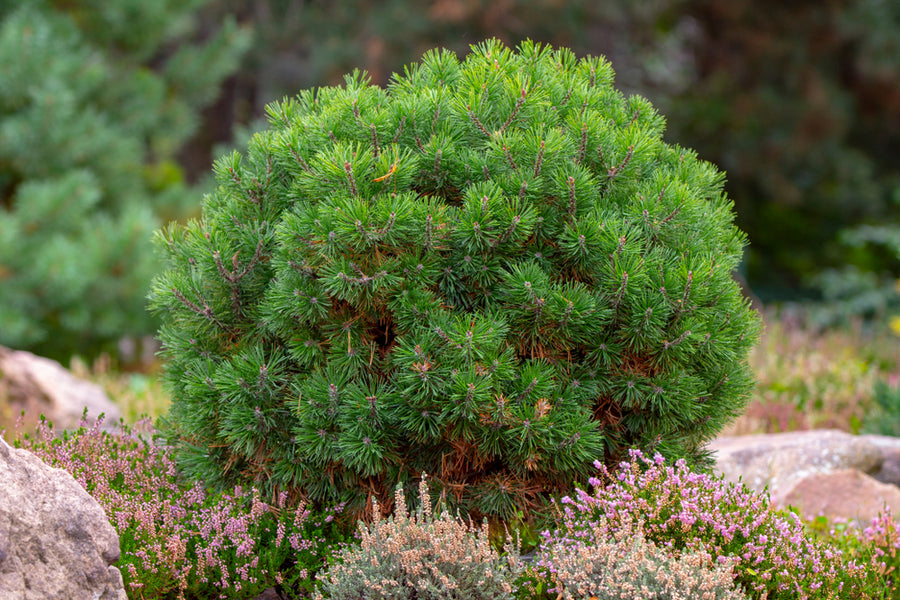 Pinus mugo 'Pumilio'
