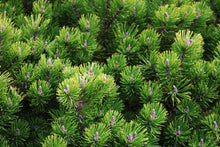 Pinus mugo 'Pumilio'