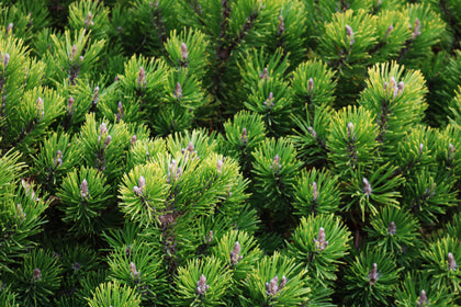 Pinus mugo 'Pumilio'