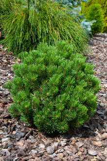 Pinus mugo 'Sherwood Compacta'