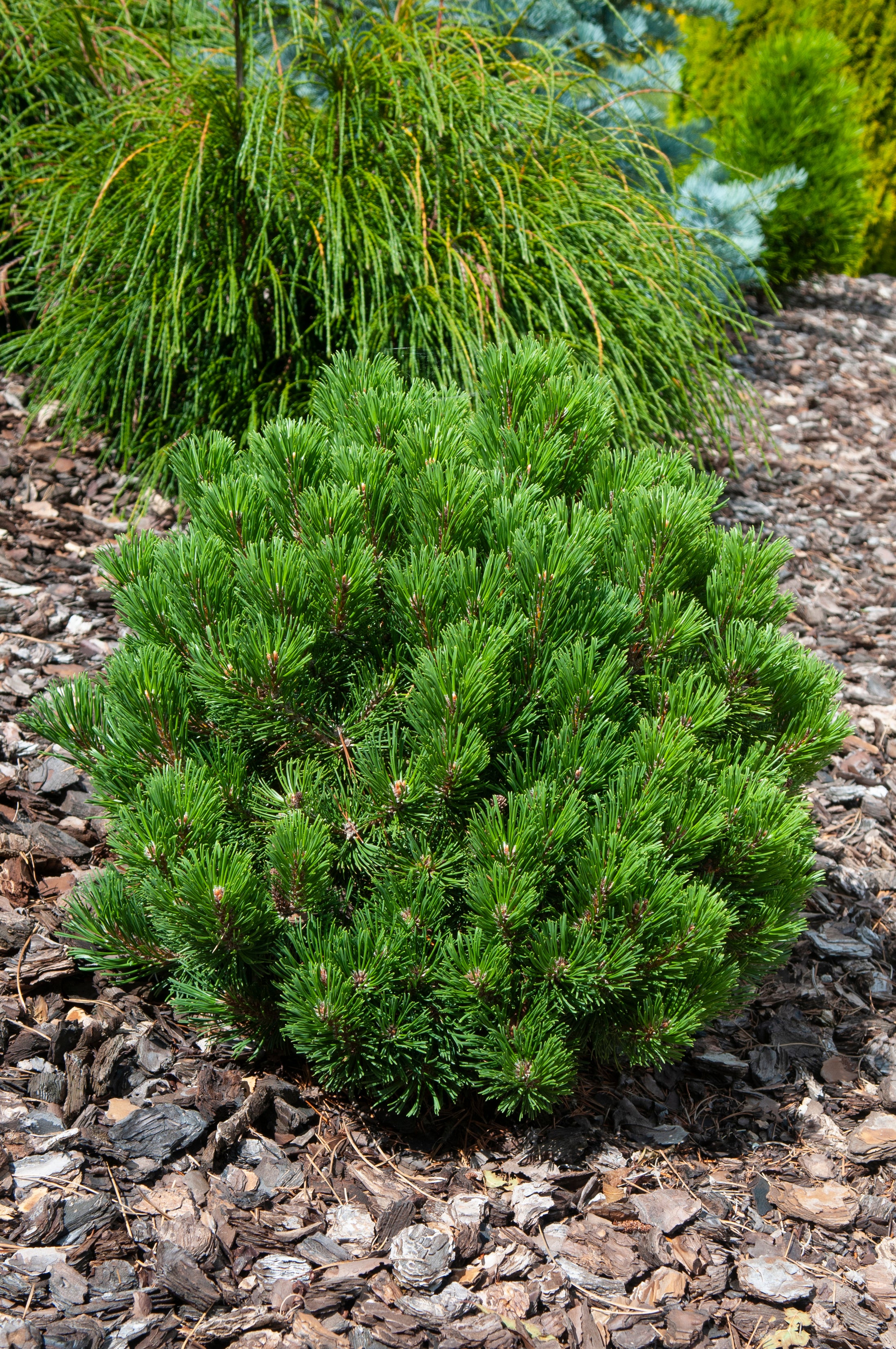 Pinus mugo 'Sherwood Compacta'
