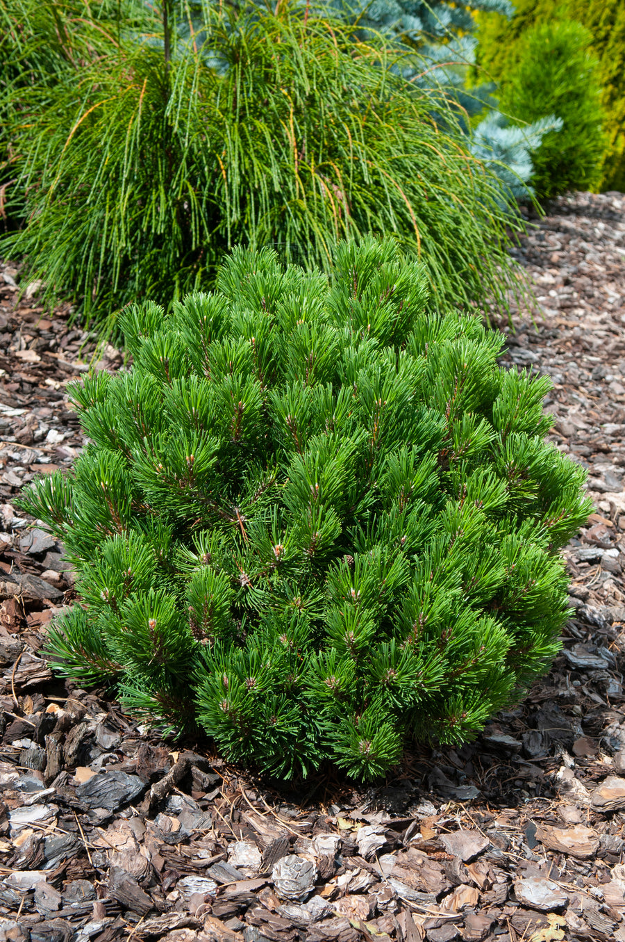 Pinus mugo 'Sherwood Compacta'