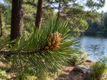 Pinus nigra