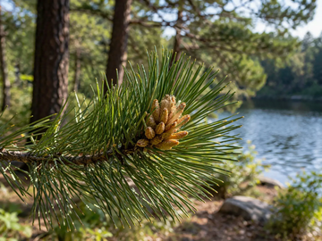 Pinus nigra