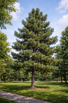 Pinus nigra subsp. nigra