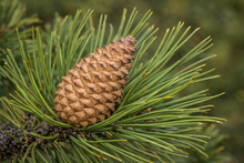 Pinus nigra subsp. nigra