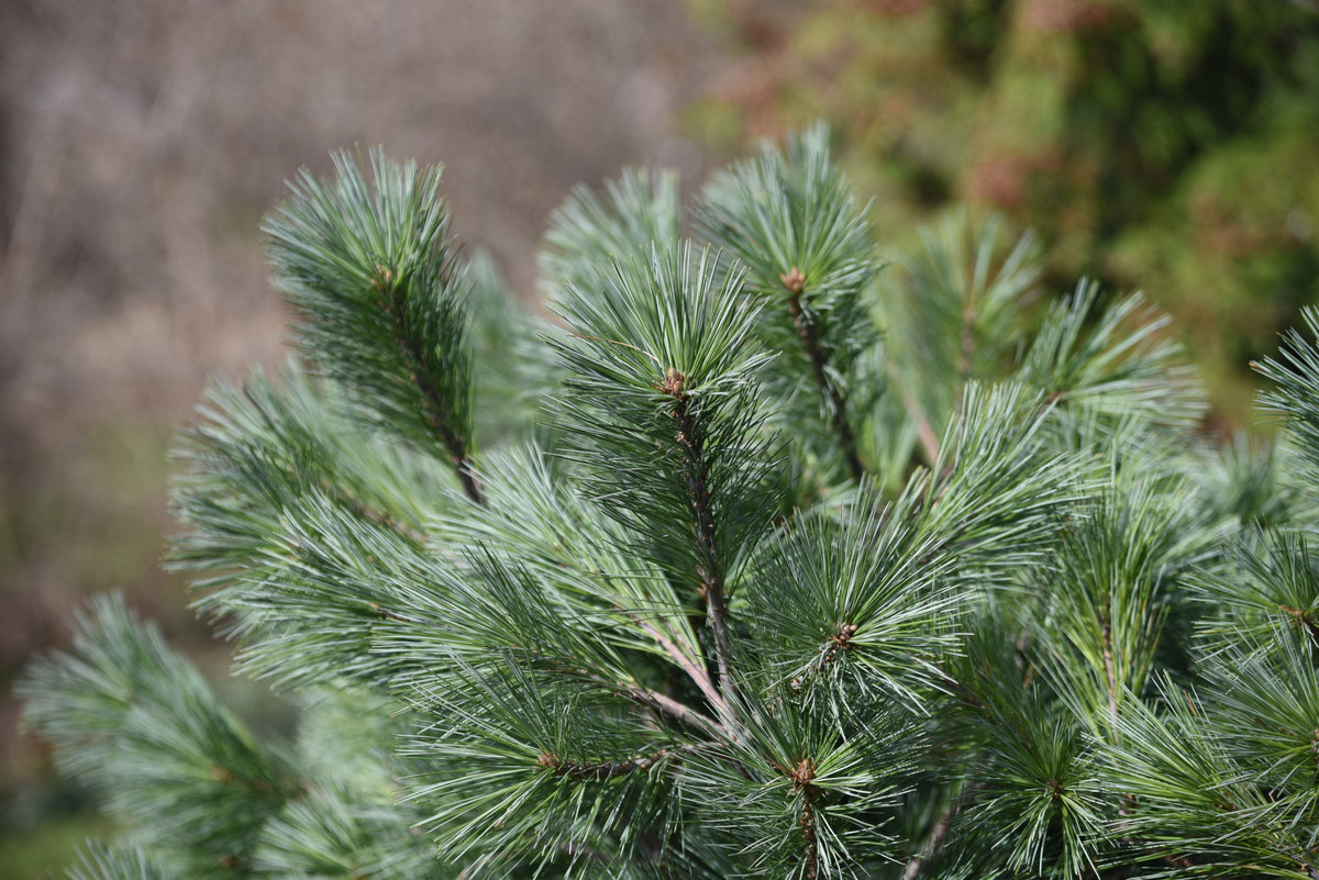 Pinus strobus 'Blue Shag'