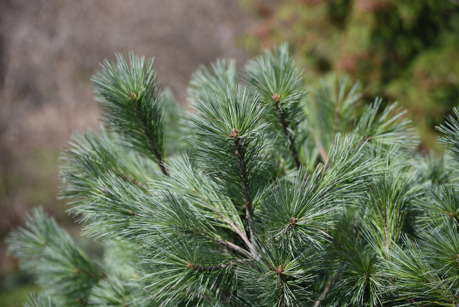 Pinus strobus 'Blue Shag'