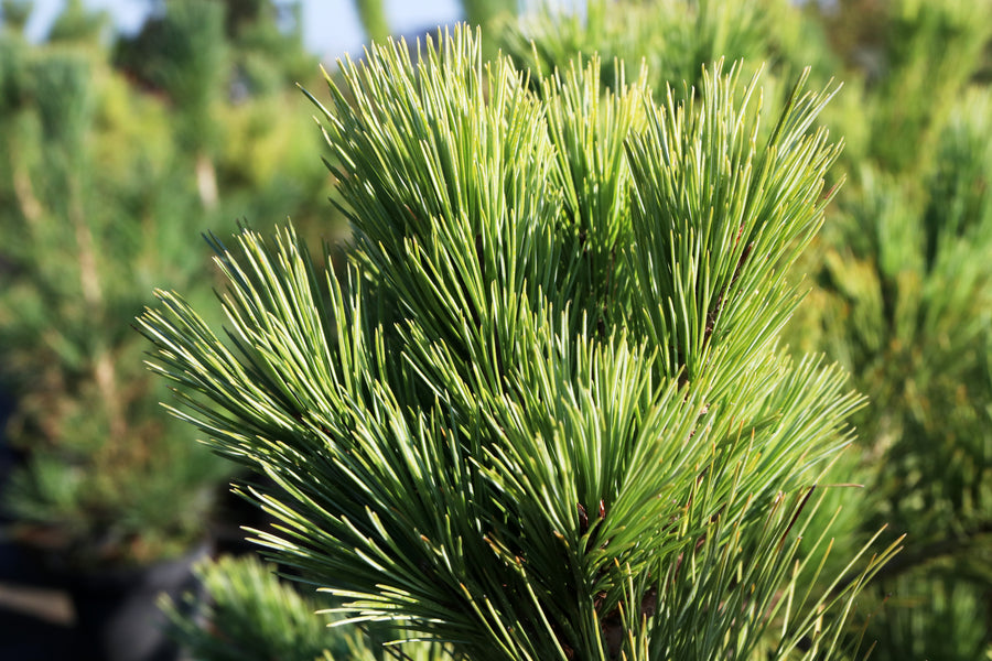 Pinus strobus 'Macopin'