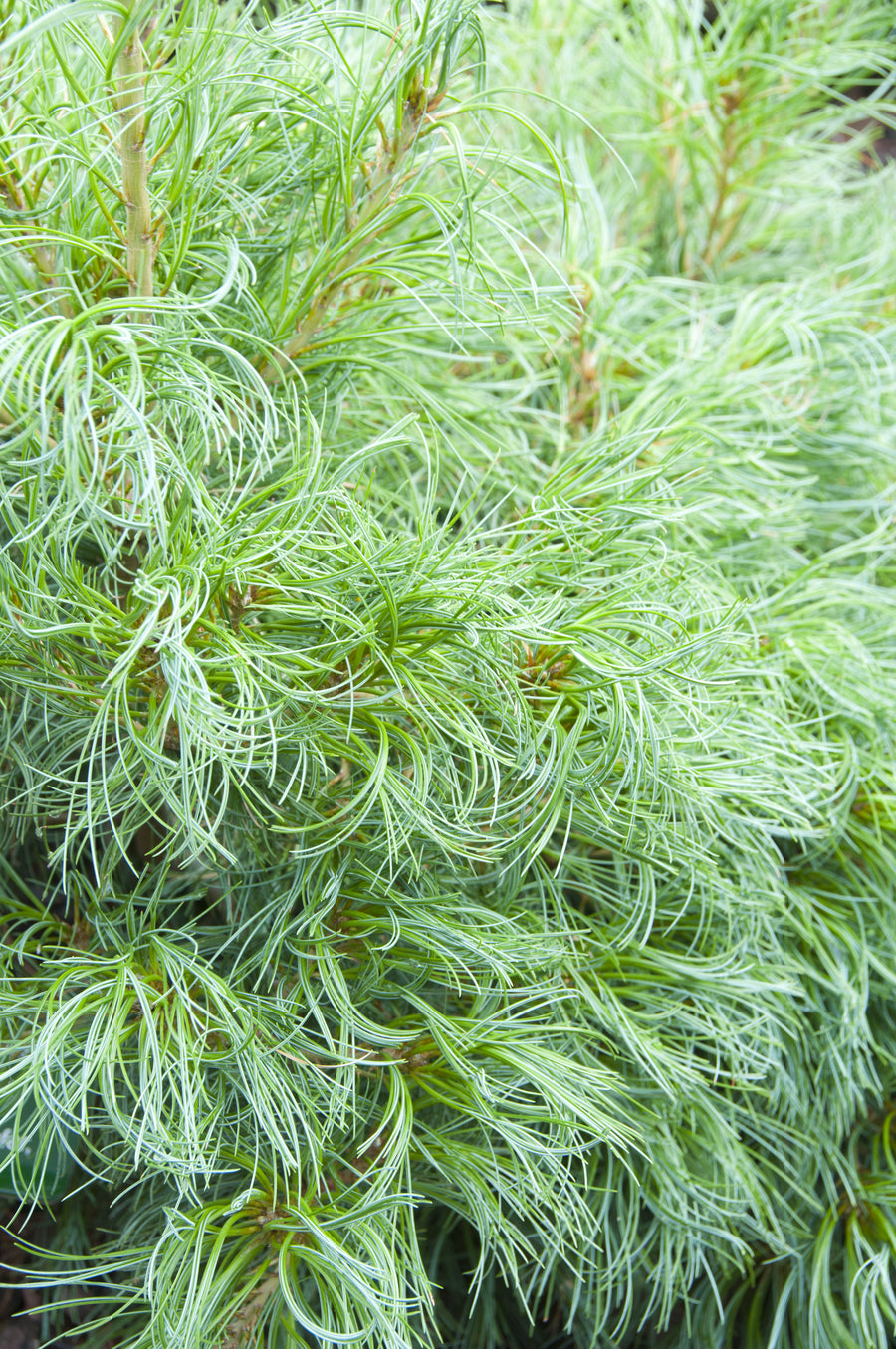 Pinus strobus 'Mini Twists'