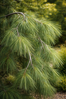 Pinus strobus 'Pendula'