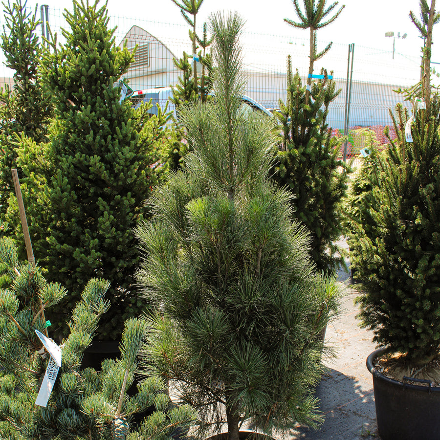 Pinus strobus 'Stowe Pillar'