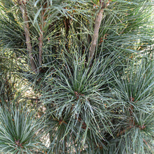 Pinus strobus 'Stowe Pillar'