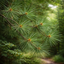Pinus strobus