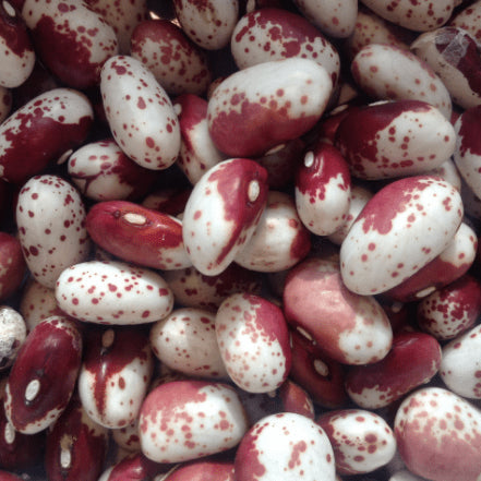 Organic runner bean 'Piros Feher'