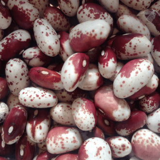 Organic 'Piros Feher' Bean Seeds by Gaia, product image prepared for Canadian gardeners.