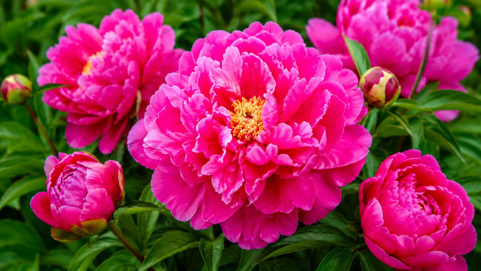 Blooming peonies with large colourful flowers in the garden