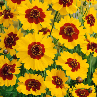 De nombreuses fleurs jaunes portent une large marque rouge brun autour d’un centre sombre ponctué de jaune. Les pétales arrondis se chevauchent et présentent des bords légèrement irréguliers. Une grande fleur est placée au milieu du premier plan. Des feuilles vertes étroites, des tiges fines et quelques boutons ronds apparaissent dans les intervalles entre les corolles.