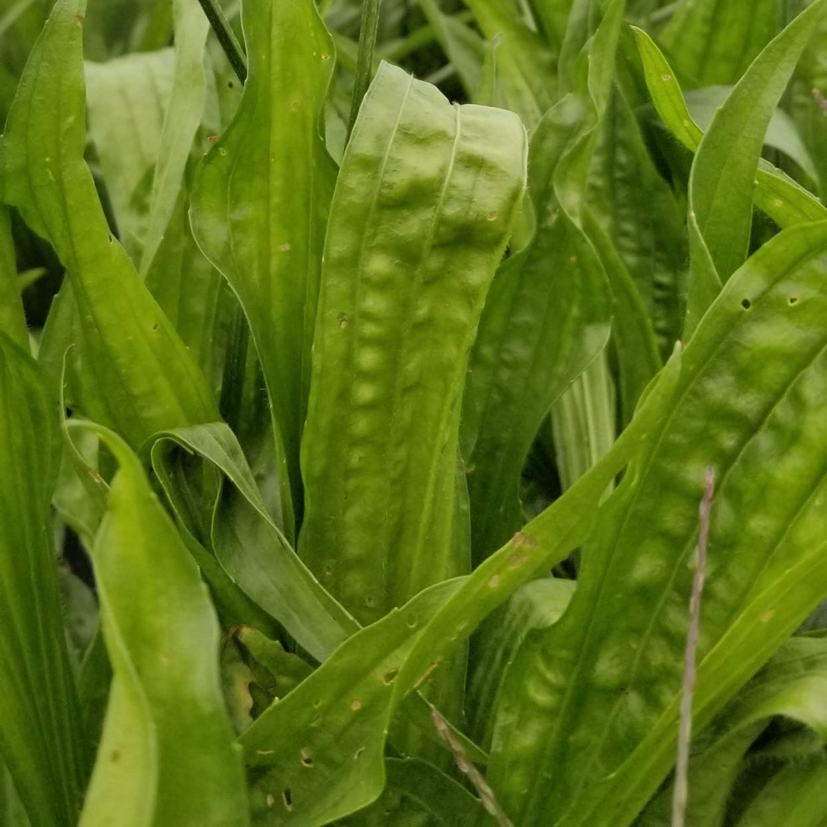 Plantain lancéolé bio