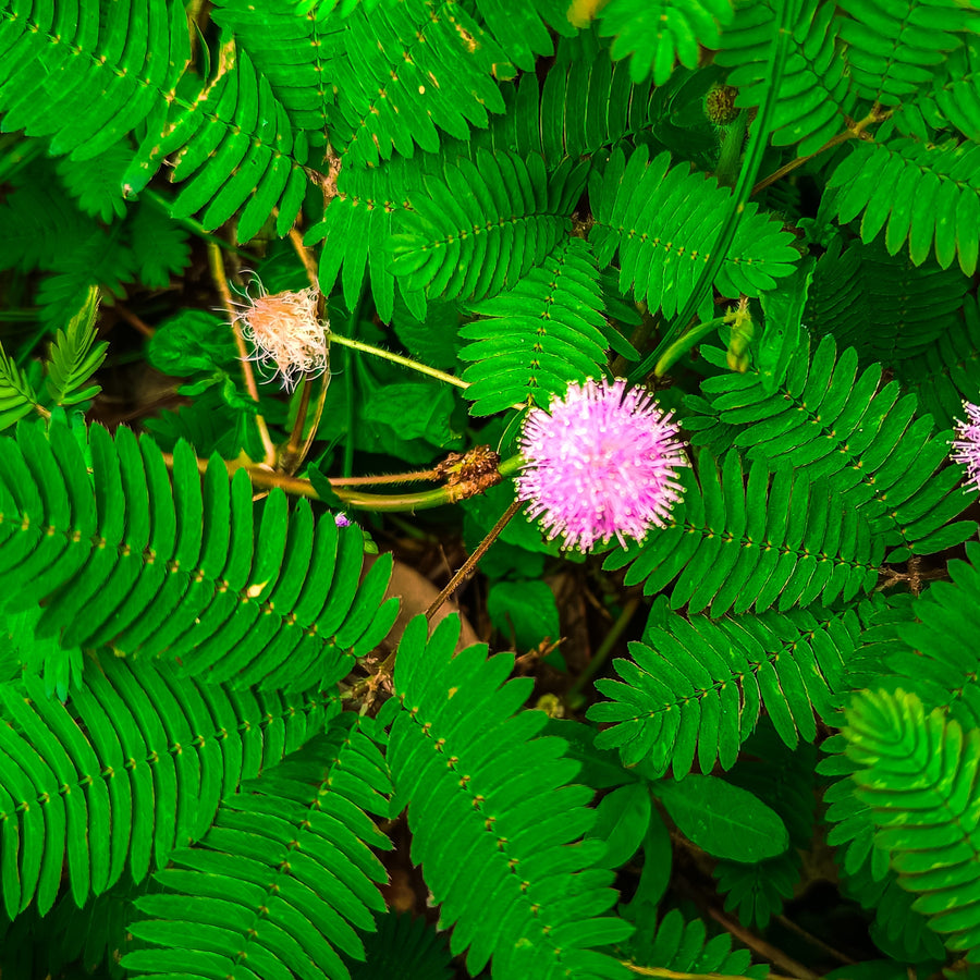 Sensitive Plant 'Mimosa Pudica'