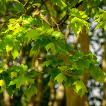 London Plane 'Exclamation!'