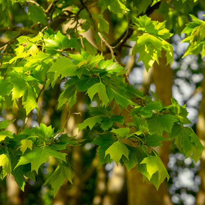 London Plane 'Exclamation!'