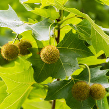 London Plane 'Exclamation!'