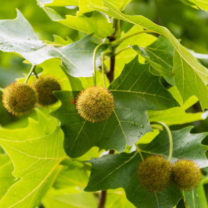 London Plane 'Exclamation!'