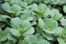 Plectranthus tomentosus