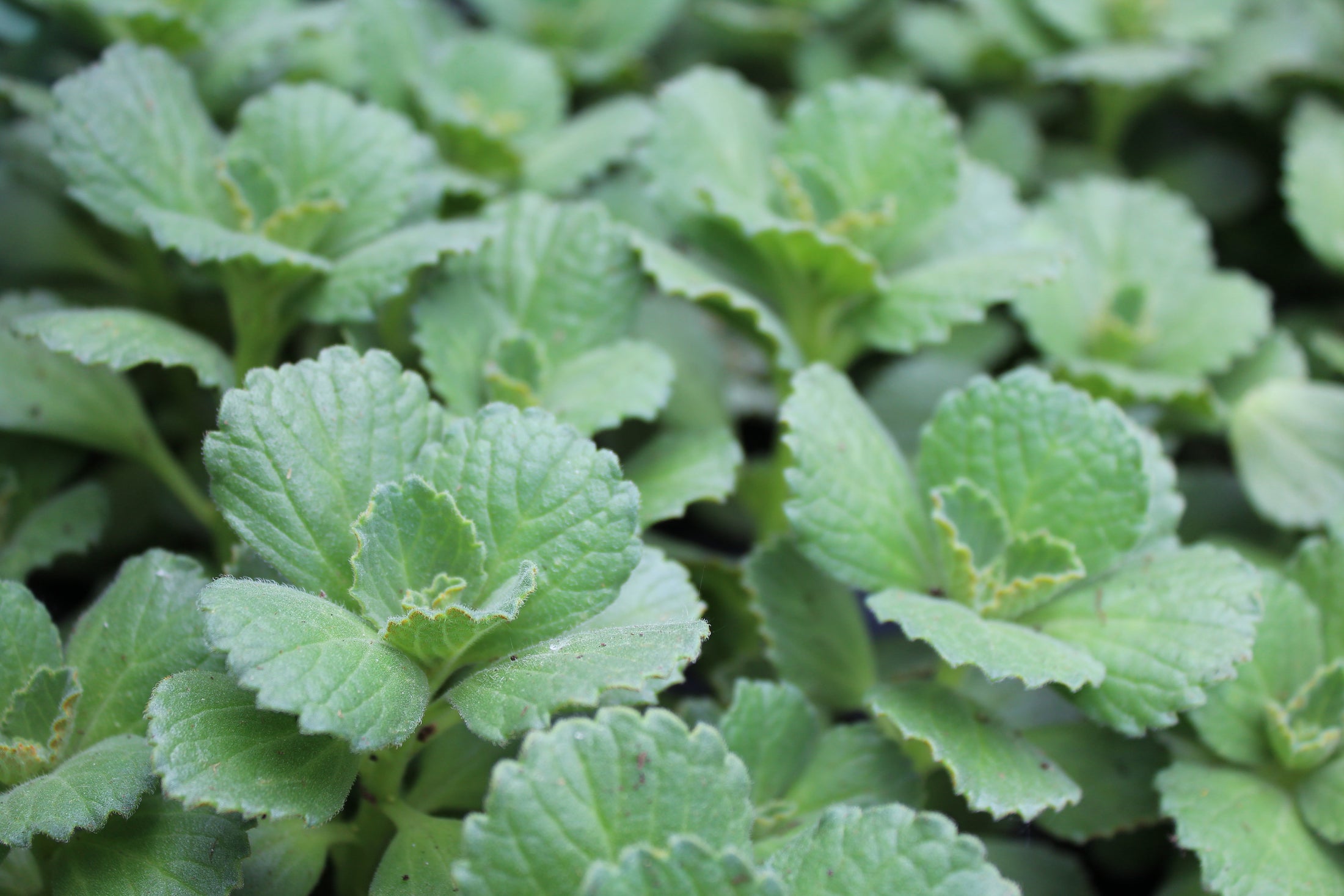 Plectranthus tomentosus