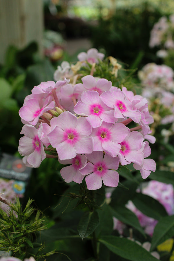 Phlox ‘Luminary Opalescence’