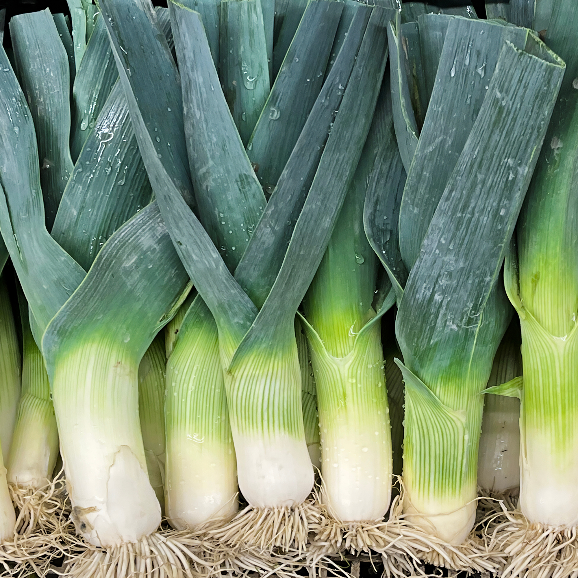 Leek