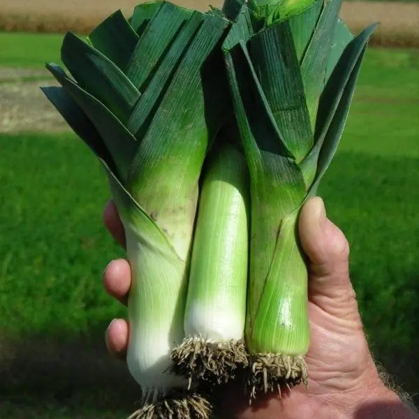 Poireau d’été ‘Alto’ bio (<em>Allium ampeloprasum</em> var. <em>porrum</em> ‘Alto’)