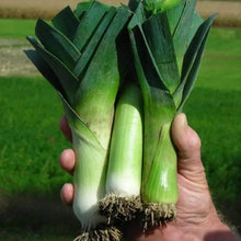 Leek Bandit