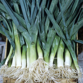 Poireau Bleu de Solaise. Poireaux à longs fûts blancs et feuilles bleu vert. Le cadrage permet de voir les formes, les couleurs et les détails du sujet représenté. Les contours se détachent du fond de l’image, avec des différences de teinte et de texture visibles sur les surfaces. Cette vue accompagne la présentation du produit dans la boutique.